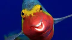 Un Sparisoma cretense fotografiado sonriendo en las Islas Canarias