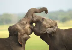 වර්තමානයේ අපට පැහැදිලිව දැකිය හැකි අලි විශේෂ තුනක් ජීවත් වෙති. ඒ ආසියානු අලින්ගේ එක් විශේෂයක් සහ අප්‍රිකානු අලින්ගේ විශේෂ දෙකකි. 