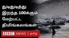 திமிங்கலம்