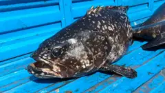 中國暫禁台灣石斑魚：台漁農生計陷挑戰，兩岸貿易爭端再起