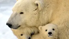 பனிக்கரடிகள்