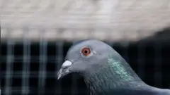 پرنده