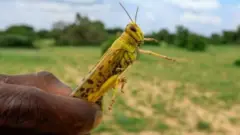 Inzige