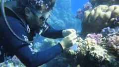 الخبير المصري، منتصر الحمادي، المختص في شعاب المرجان