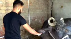 ਅਮ੍ਰਿਤਪਾਲ ਸਿੰਘ
