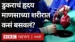 जगामध्ये पहिल्यांदाच एका माणसाच्या शरीरात डुकराचं हृदय प्रत्यारोपित म्हणजे ट्रान्सप्लान्ट करण्यात आलं आहे.