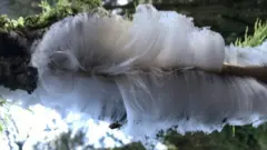 Крижане волосся