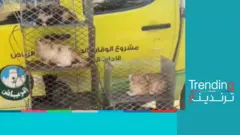 فيديو ”جمع القطط الضالة“ من شوارع الرياض