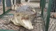 મગરમચ્છ