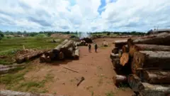 Madeira desmatada ilegalmente da Amazônia