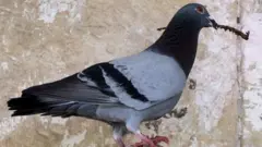 ਕਬੂਤਰ