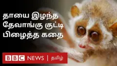 தேவாங்கு
