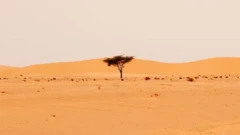 Selon les chercheurs des millions d'arbres comme celui-ci existent dans le Sahara