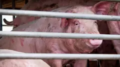 pig being transported