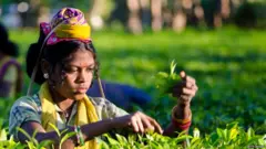 चाय बागान मज़दूर