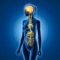 kadın bedeni içinde vagnus sinirini gösteren illüstrasyon 