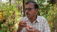 మిద్దె సాగు