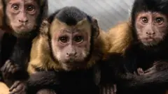 माकडं