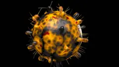 કોરોના વાઇરસ