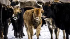 Varios animales de pasto en un lugar cubierto por nieve. 