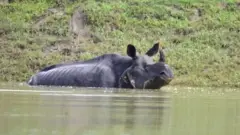 තනි අඟ රයිනෝ