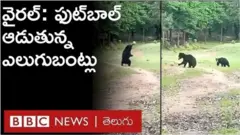 ఎలుగుబంట్ల ఫుట్‌బాల్