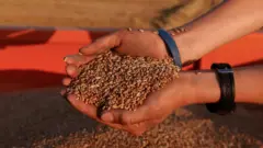 अनाज