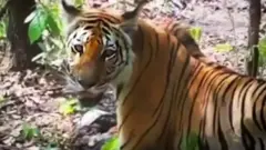 TIGER
