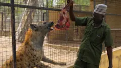 Mallam Abba dey feed lions