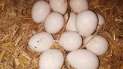 ডিমের দাম বেড়েই চলেছে।