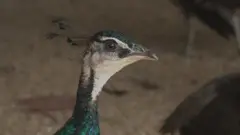 மயில்