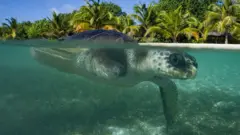 Turtle April