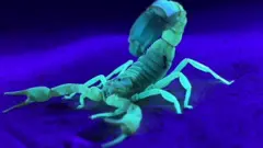 తేలు