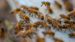 Awọn oyin ṣuru jọ soju kan naa