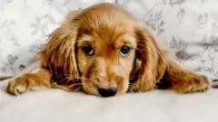 தெருவிலங்குகளை அரவணைத்து, மருத்துவ சிகிச்சை எல்லாம் கொடுத்து வளர்க்கும் இளைஞர்கள் குழு