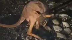 कंगारू