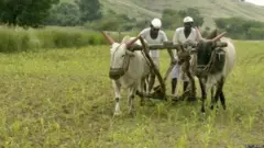 शेती, महाराष्ट्र, कर्जमाफी