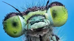 insekti