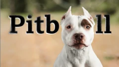 pitbull