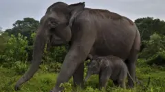 प्रतिनिधिक छायाचित्र