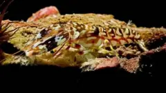 Com microfones subaquáticos e software, projeto de pesquisa militar tenta identificar e distinguir sons de animais marinhos que ajudem a detectar 'ameaças' submersas.