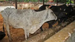 லம்பி வைரஸ்