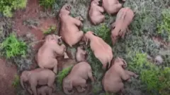 ਹਾਥੀ, ਚੀਨ