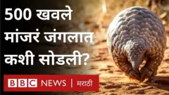 खवले मांजर