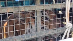 முதுமை எய்திய புலிக்கு காட்டில் ஏற்படும் அவலநிலை – இறுதியில் என்ன ஆகும்?