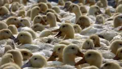 Ducks at a poultry wholesale market February 26, 2006 in Nanjing of Jiangsu Province, China