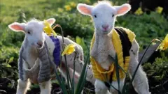 lambs
