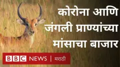 कोरोना उद्रेक, मांस बाजार