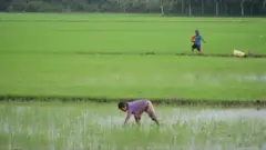 คนทำนากลางทุ่งนา