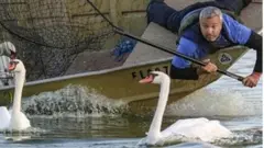 The swans being netted